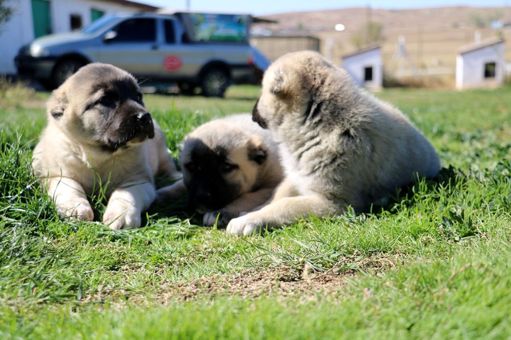 Yurtdışından talep yağıyor, lüks otomobil fiyatına alıcı buluyor - 5