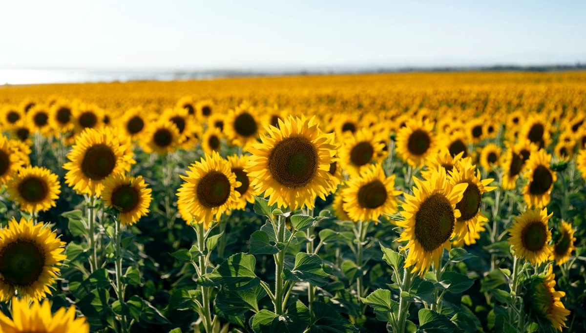 Edirne'de ayçiçeğinin kuraklığa dayanıklılığını ölçüldü