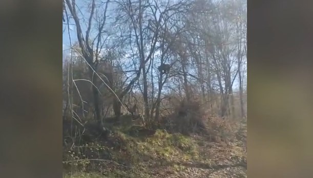 Tokat'ta Kangal köpeklerinden korkan ayı ağaca çıktı