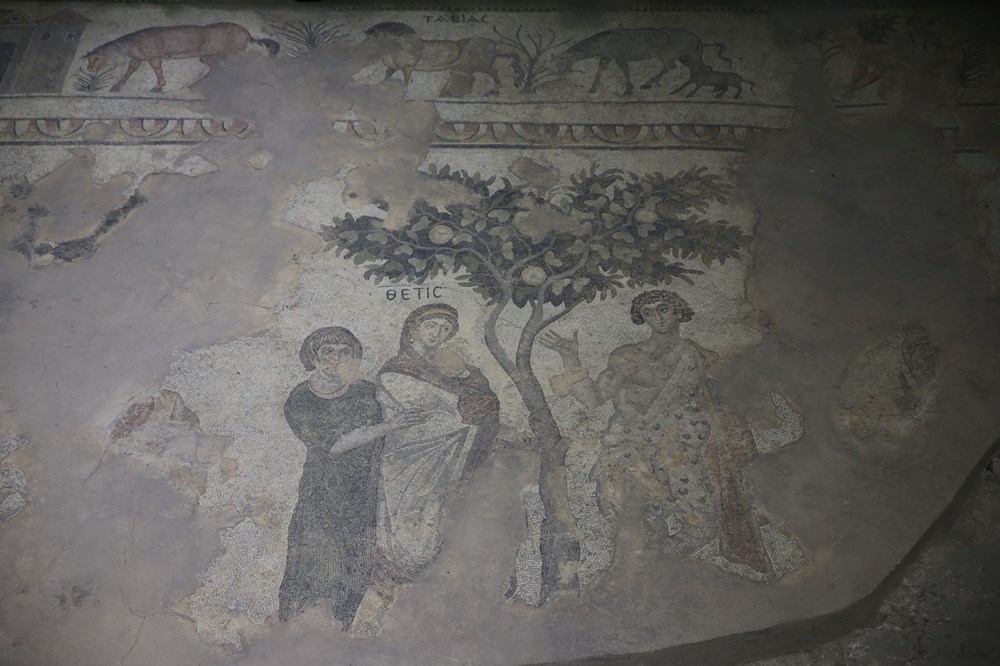 Aşil'in hayatı ve savaşçı Amazon kadınlarının mozaikleri Şanlıurfa'da - 4