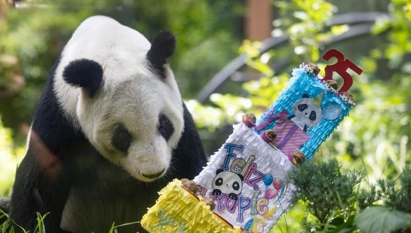 Dev panda Xin Xin 35 yaşında