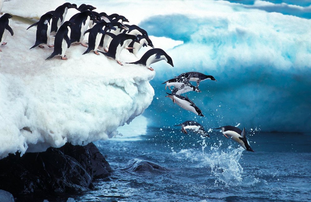 63 penguin Afrika terancam punah mati diserang lebah - 5