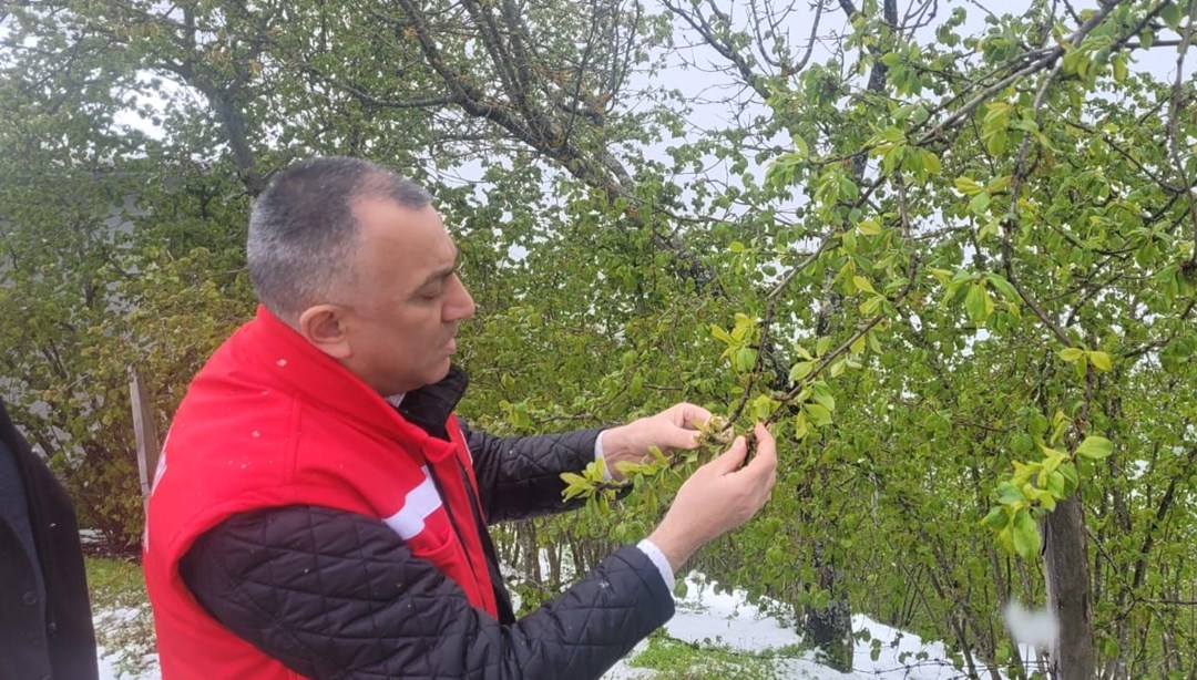 Samsun'da 'zirai don' etkisi; fındıkta zarar, 3 ürün de tehlikede