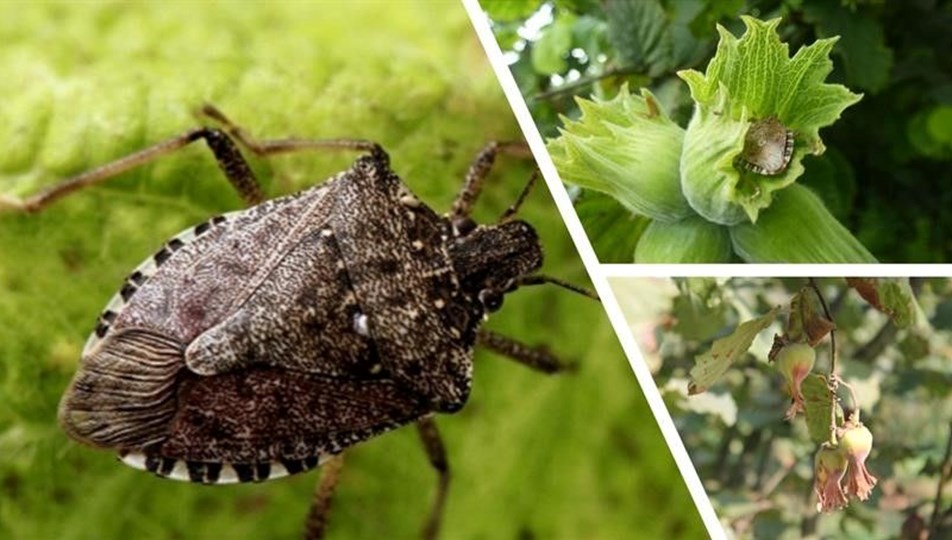 Çiftçiye kahverengi kokarca böceği uyarısı - Son Dakika Türkiye Haberleri |  NTV Haber