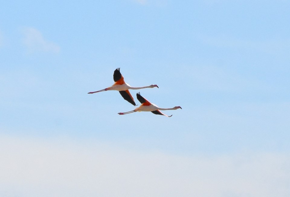 Tuz Gölü yazlıkçı flamingoları ağırlamaya başladı - 1
