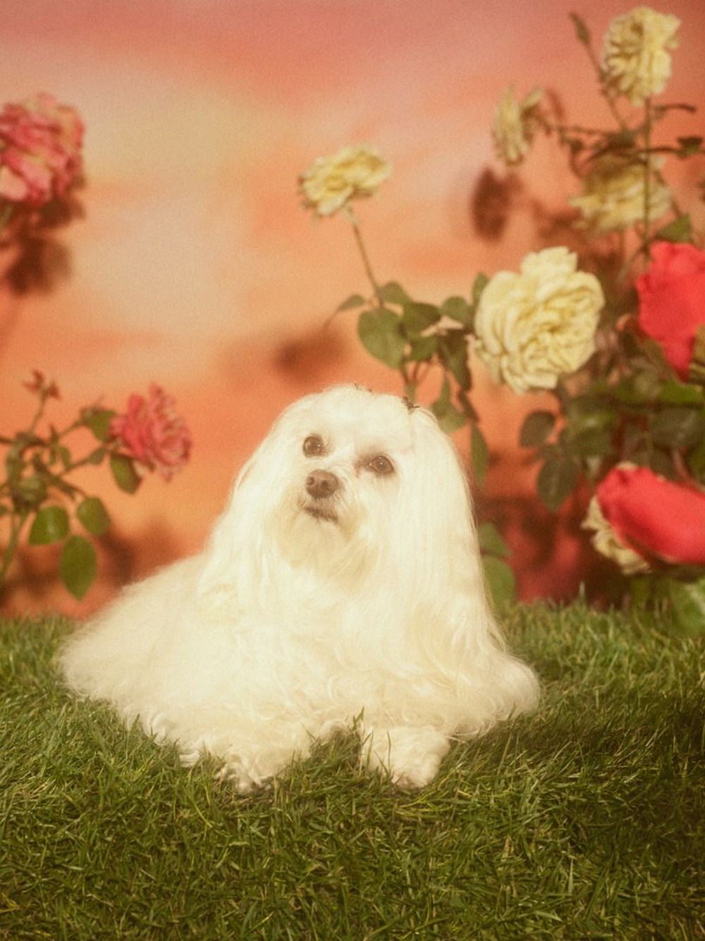 köpek yılı
