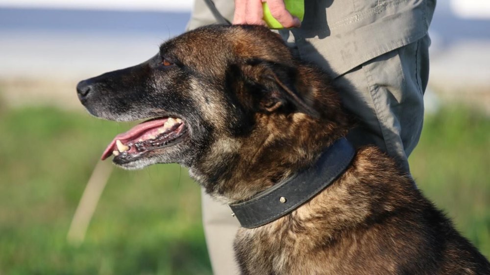 Canı pahasına yakaladı! Narkotik köpeği Ares uyuşturucu baskınında öldü - 4