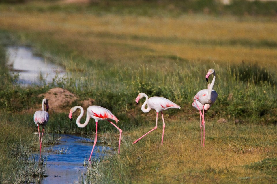 'Flamingo Cenneti'ni cehenneme çevirdiler! Para için flamingolara kıydılar - 1