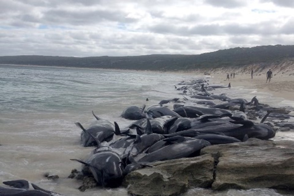 Avustralya'da 150 balina kıyıya vurdu (75'i kurtarılamadı) - 1