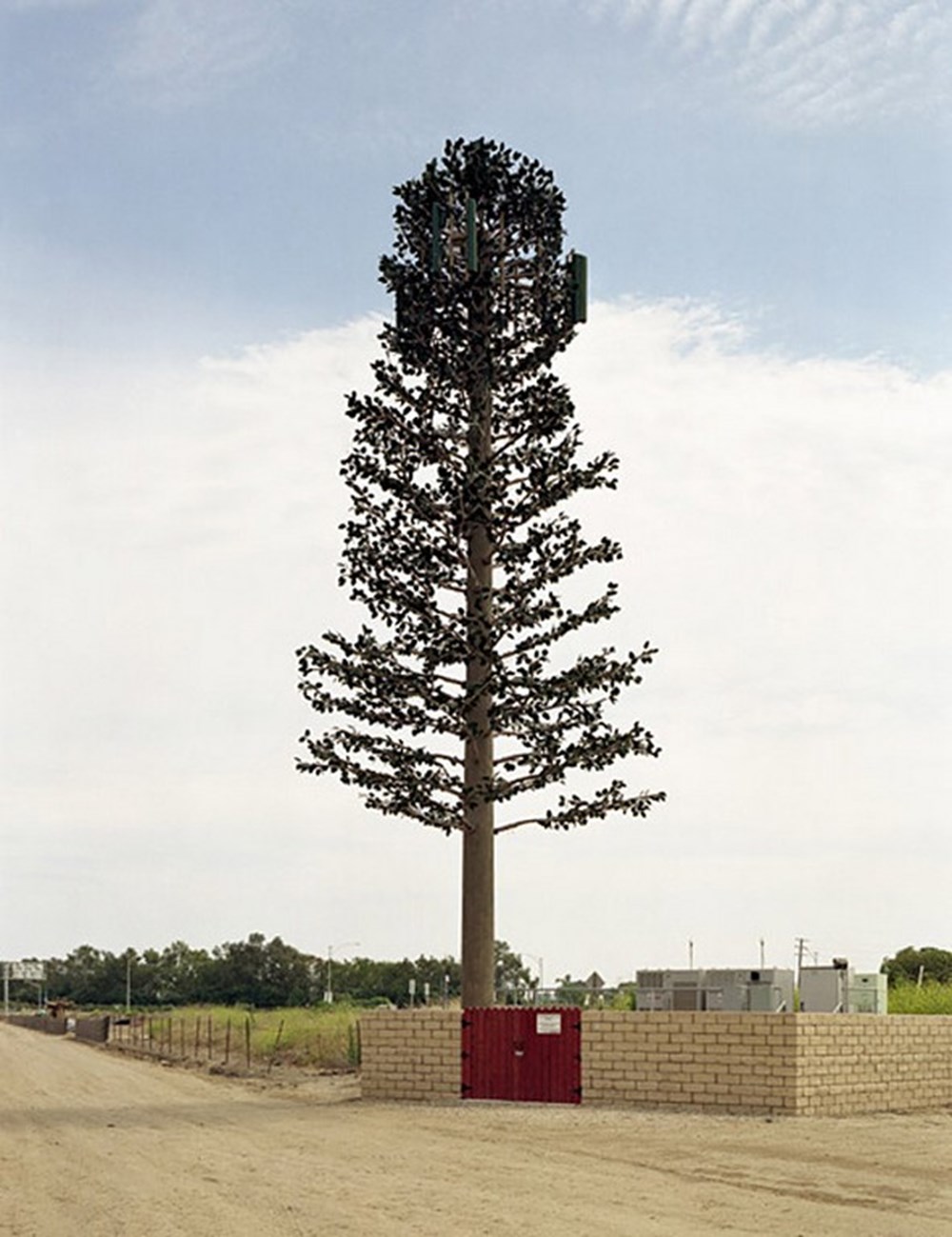 Towering trees. Вышки 5g замаскированные. Маскировка антенн сотовой связи. Вышки замаскированные под деревья. Сотовая вышка замаскированная под дерево.