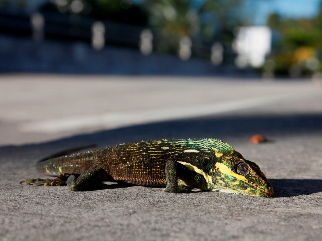 abd nin florida eyaletinde gokten iguana yagiyor