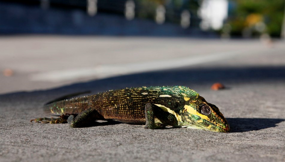 ABD'nin Florida eyaletinde gökten "iguana" yağıyor