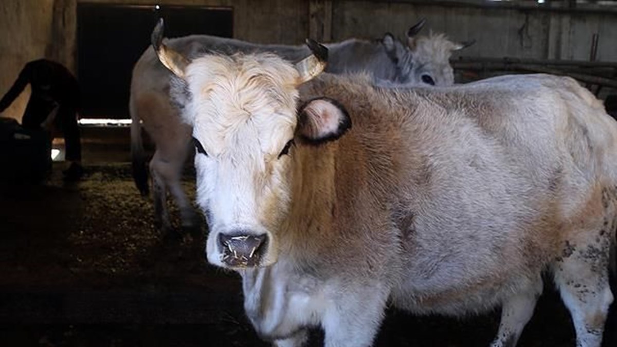 uc gun hastaligi nedir uc gun hastaligina karsi nasil korunulur saglik haberleri ntv