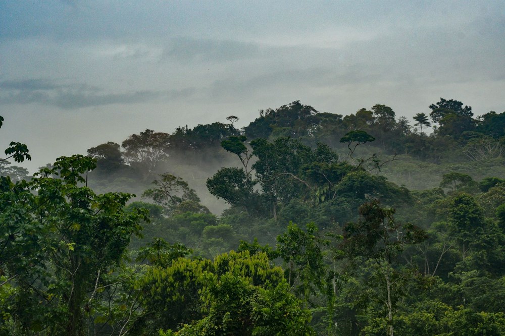 Amazon'daki ormansızlaşma salgın döneminde artış gösterdi - 4