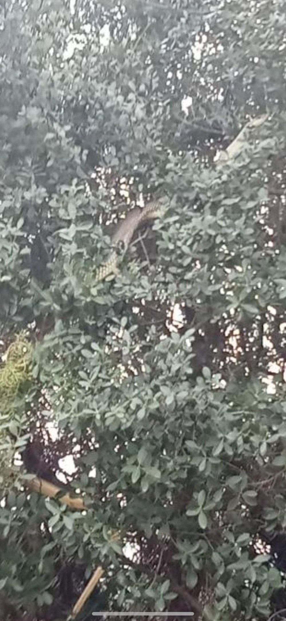 Çanakkale'de Yılan Alarmı: "Daha Önce Böylesi Görülmedi!" 78 Q0qltXVJyEy3sxMQh28R g