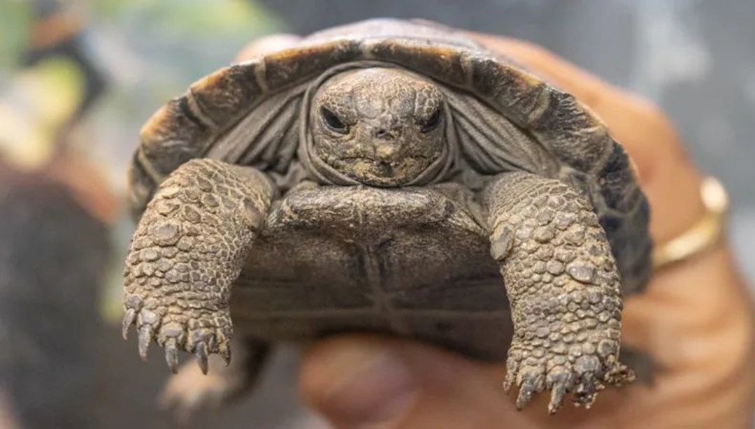 Nesli tükenmekte olan kaplumbağalar, 100 yaşında ilk kez ebeveyn oldu