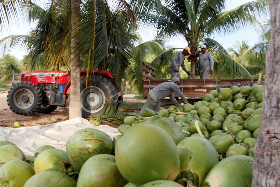 Dünyadaki palmiye ağaçlarının yarısından fazlası tehlikede: Milyonlarca kişi yoksulluğa itilebilir - 1