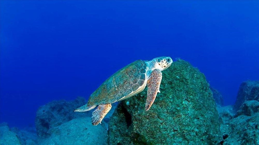 Caretta Tuba'nın sinyali kesildi - 2