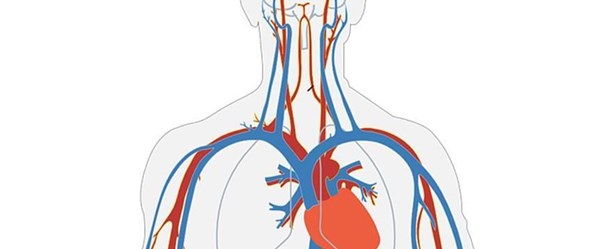 İnsan damarları Laboratuvarda büyütüldü