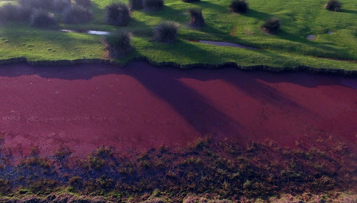 Üzeri eğrelti otuyla kaplanan Kızılırmak Deltası kızıla büründü