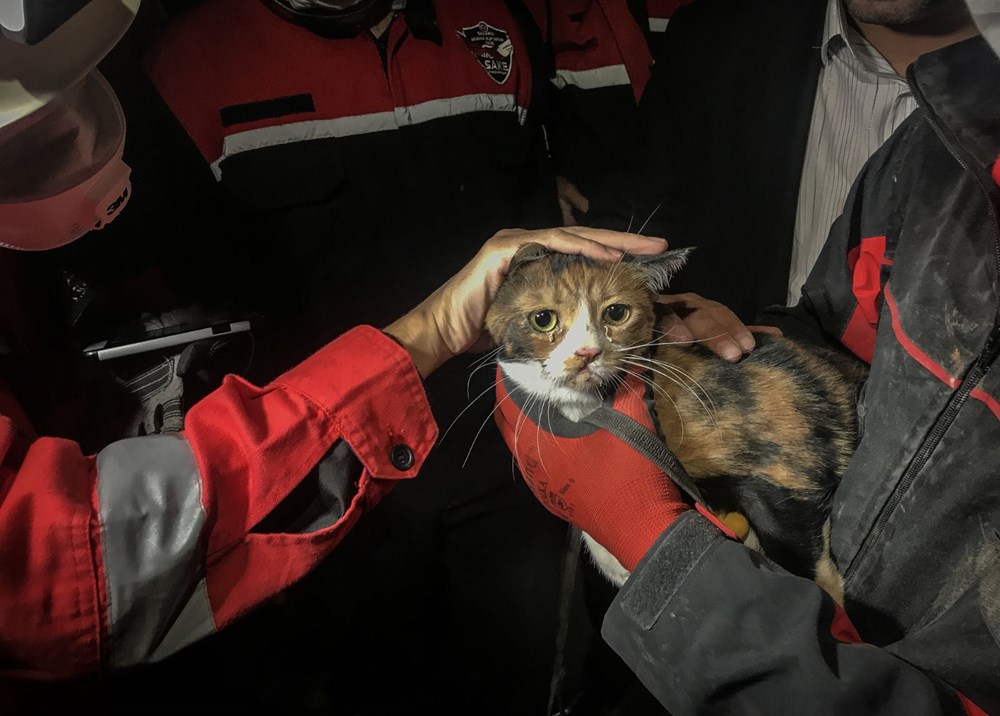 İzmir'de enkazda K-9 köpeği kediyi kurtardı - 3