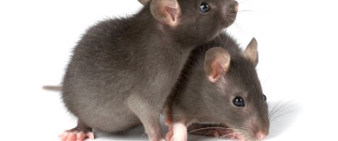 Мистер крыс. Марка крыса. Мышь компьютерная mad catz. Mad catz rat 3. Рат ми.