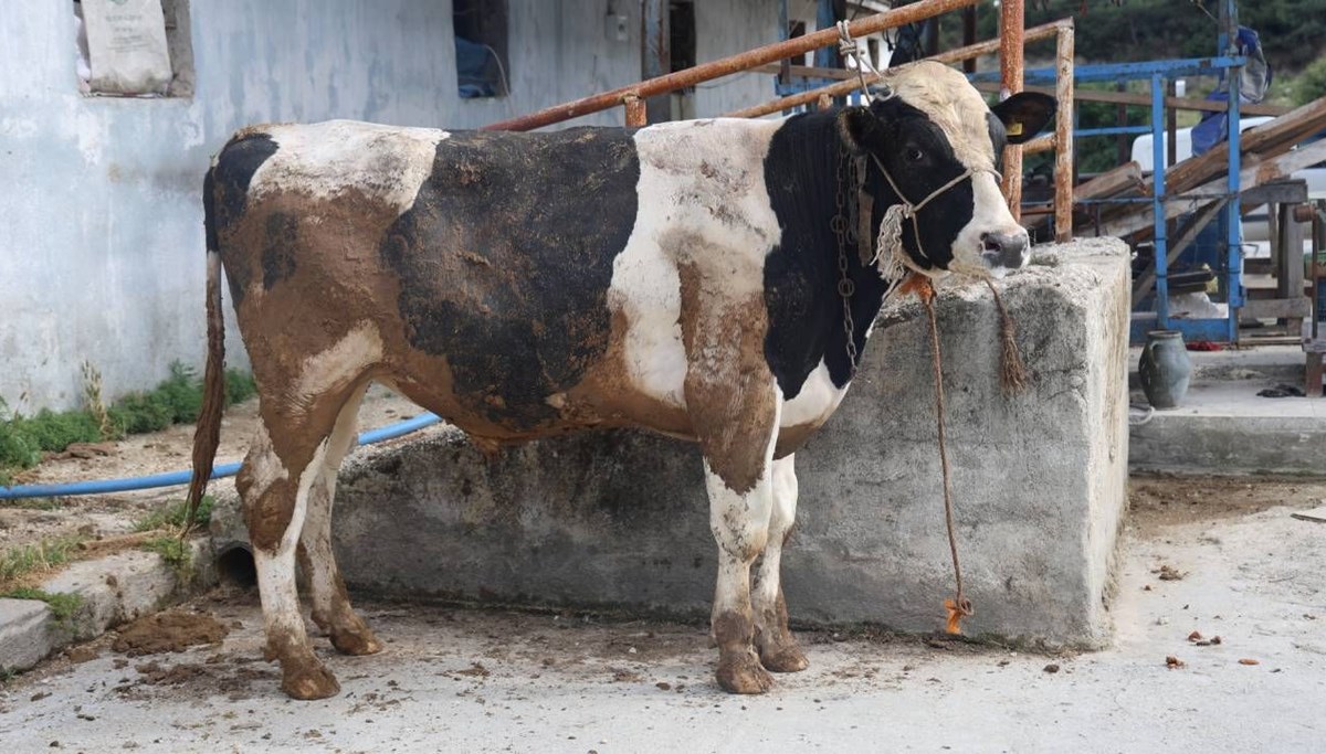 Sosyal medyada kurbanlık vurgunu Sosyal medyada kurbanlık vurgunu
