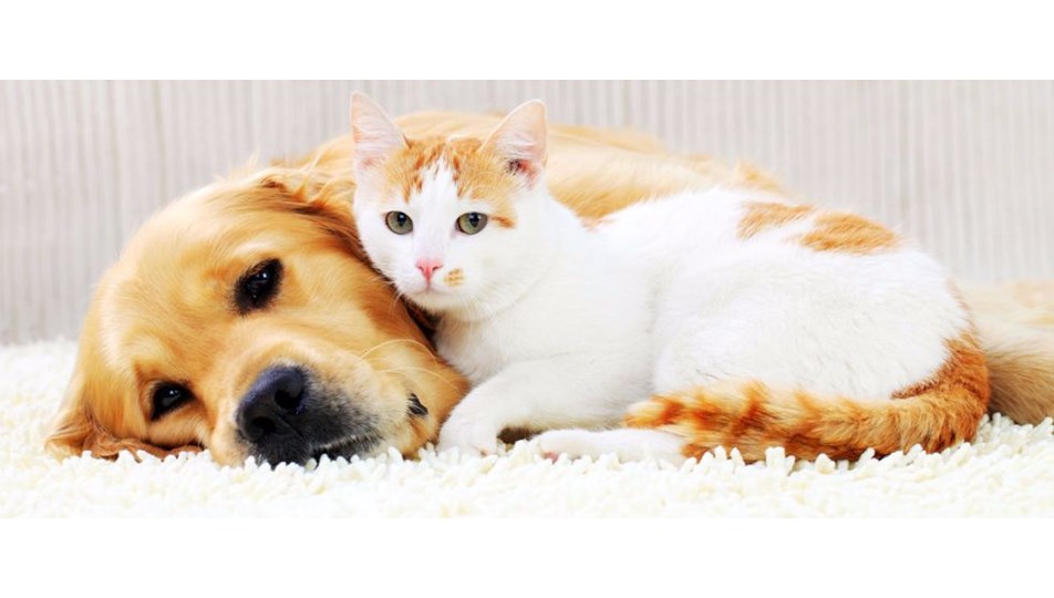 hayvanlari koruma yasasi niye cikmiyor ntv