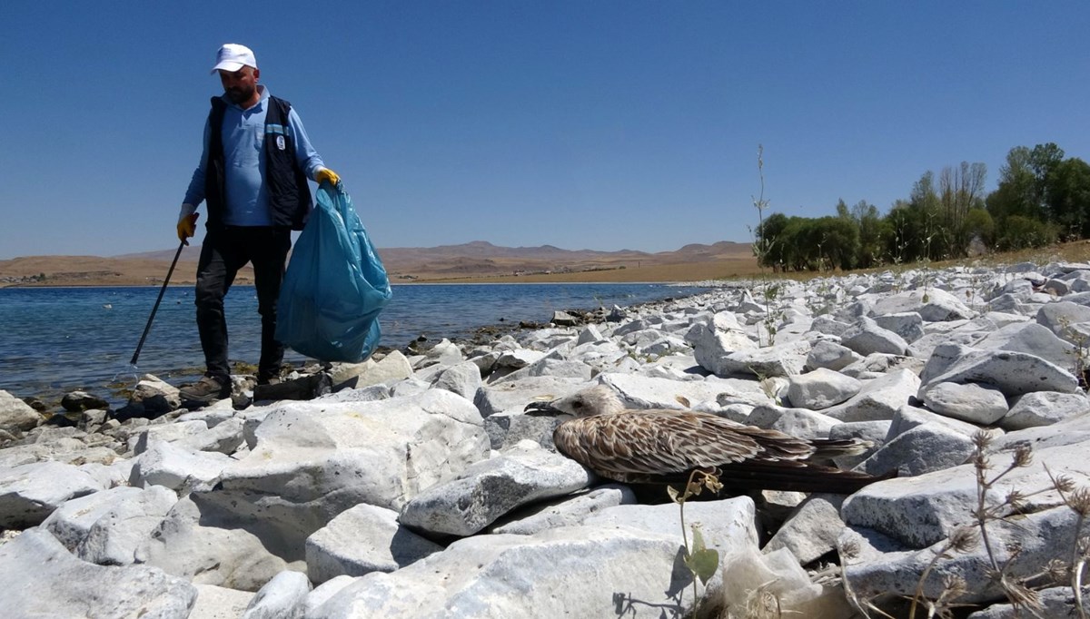 Martı ölümleri ekipleri harekete geçirdi