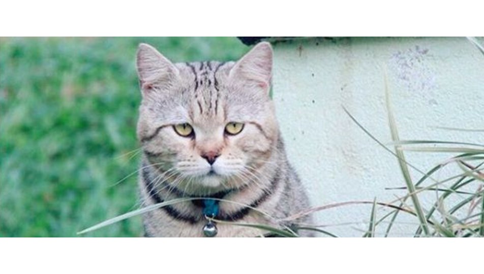 Fenomen kedi araba çarpması sonucu öldü NTV