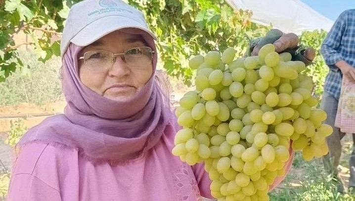 Sarıgöl’de yaş üzüm piyasası hareketlendi