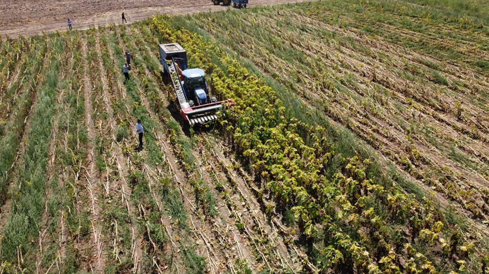 1,5 g�nde hasad� yap�l�yor: Binbir emekle yeti�tiriliyor