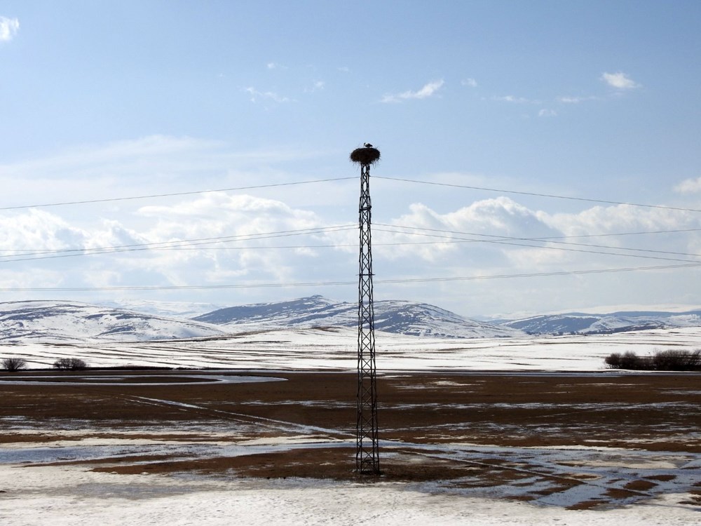 Baharın müjdecisi leylekler karla kaplı Ardahan'da - 5