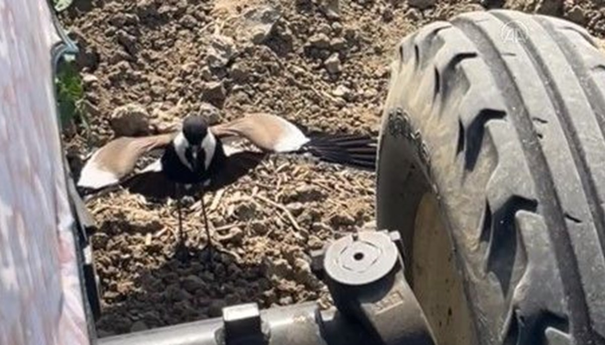 Tarladaki yuvasını korumak isteyen kuş traktörü durdurdu