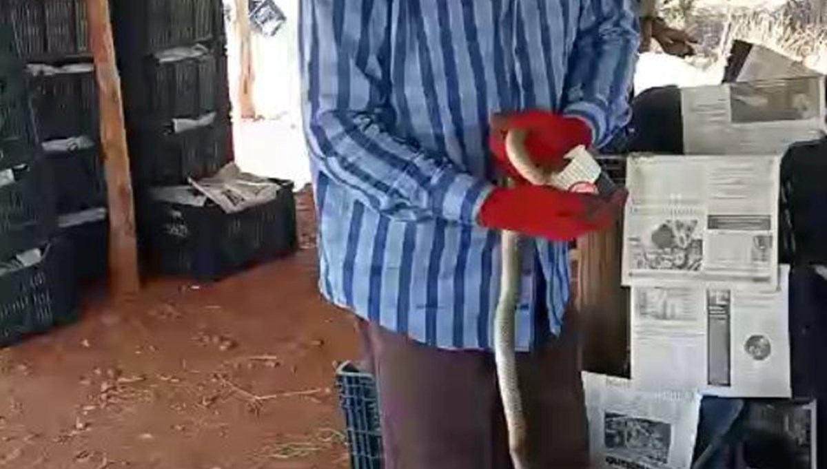 Yakaladığı yılanı öptü, su içirdi: Ardından doğaya bıraktı Yakaladığı yılanı öptü, su içirdi: Ardından doğaya bıraktı