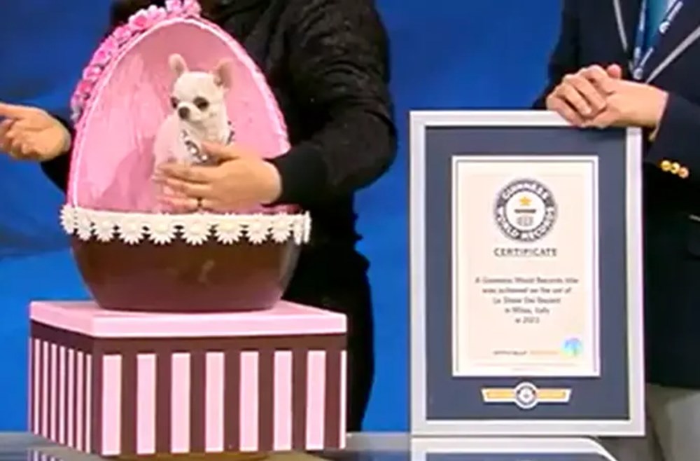 Dünyanın en kısa köpeği Pearl Guinness Rekorlar Kitabı'nda - 7
