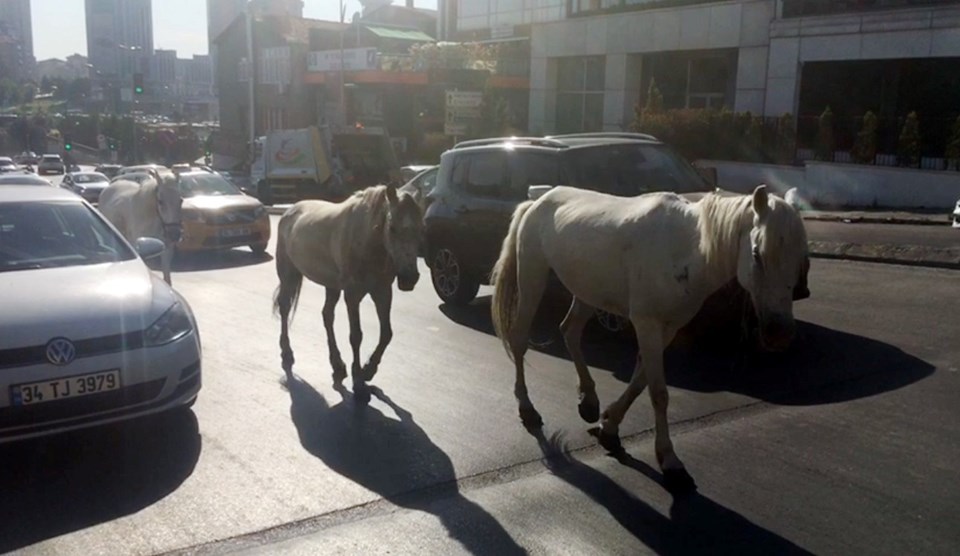 Kadıköy'de başıboş atlar trafiği tehlikeye attı - 1