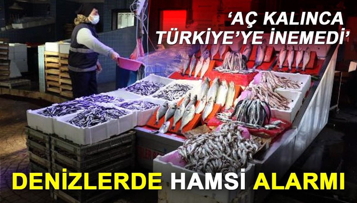 Denizlerde hamsi alarmı: 'Aç kalınca Türkiye'ye inemedi'