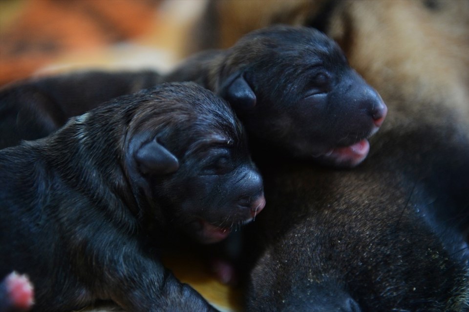 Mersin'de bir köpek sezaryenla 16 yavru doğurdu - 2