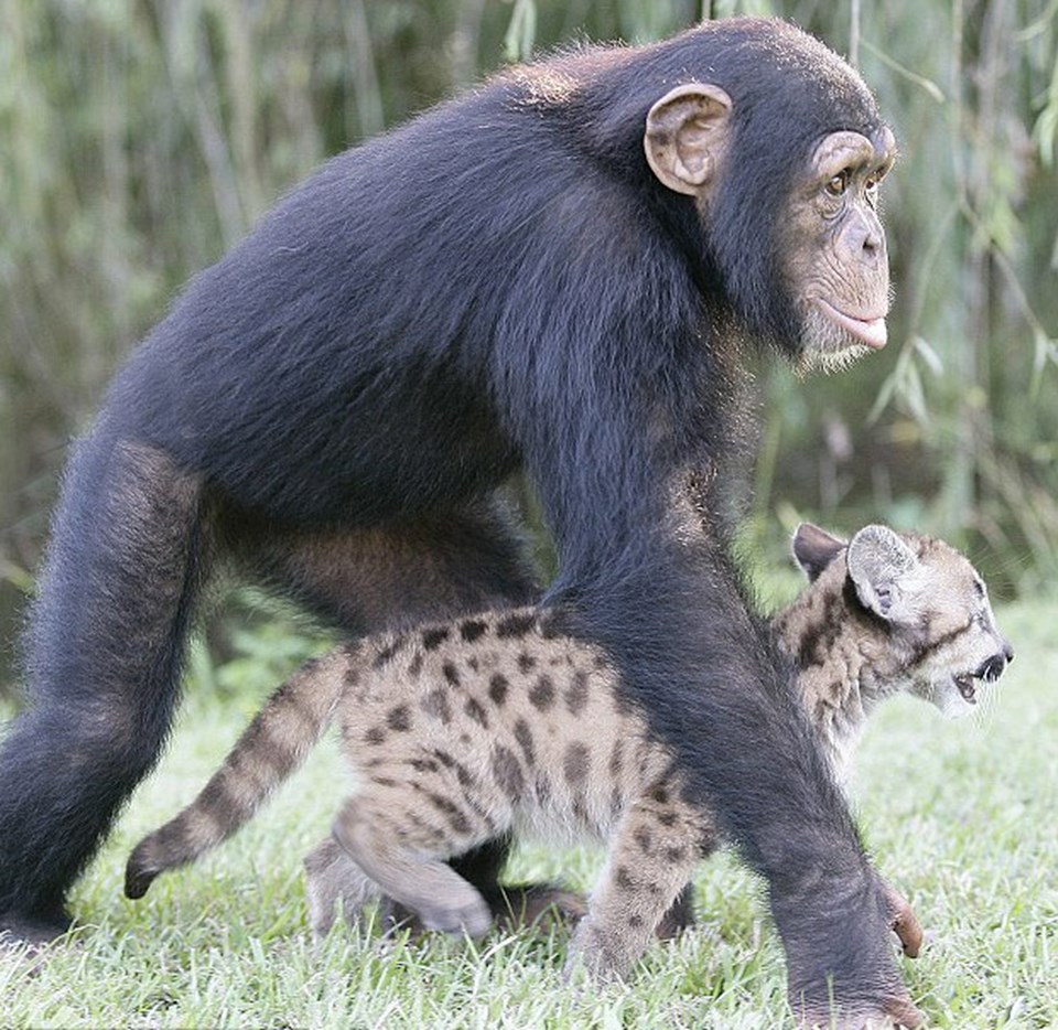 Şempanze, yavru pumaya annelik yapıyor  - 1