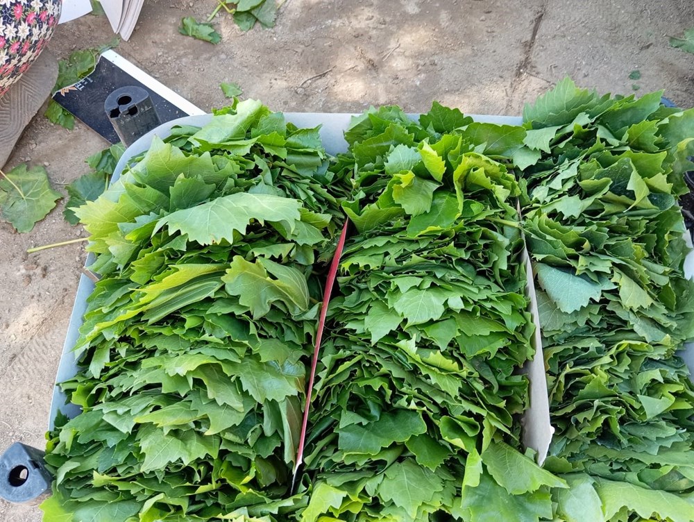 Türkiye’nin değerli üzüm üretim merkezlerinden biri: Bağ yaprağı dönemi açıldı 74 QFE8Gigjy0GoeyQpKRTYZw