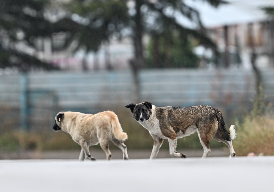 Ankara’da sahipsiz köpeklerin saldırısına uğrayan Tunahan’ın durumu iyiye gidiyor - 1