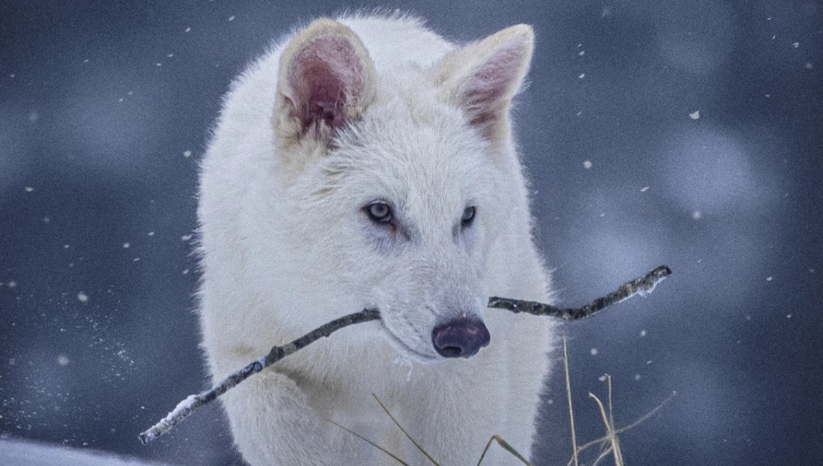 Nesli tükenen kurtlar hayata döndü