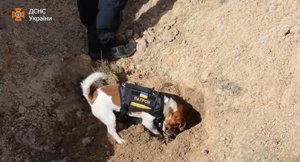 Zelenski’den yüzlerce mayını tespit eden köpeğe devlet nişanı - 5