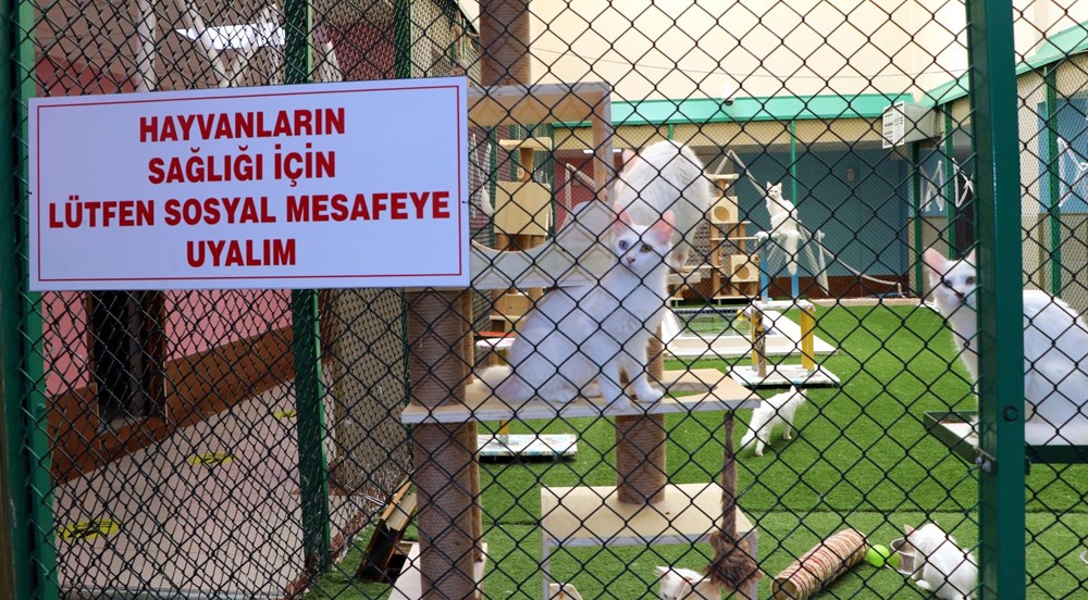 Kedi villası yeni kurallarla ziyarete açıldı Magazin Haberleri NTV
