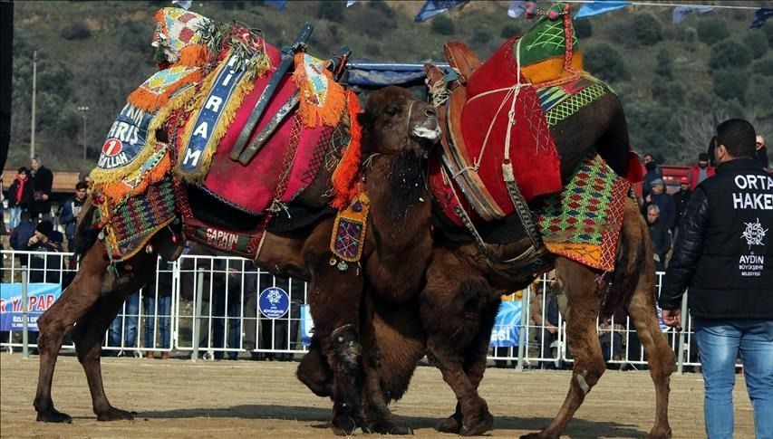 Aydın'da deve güreşi festivali düzenlendi