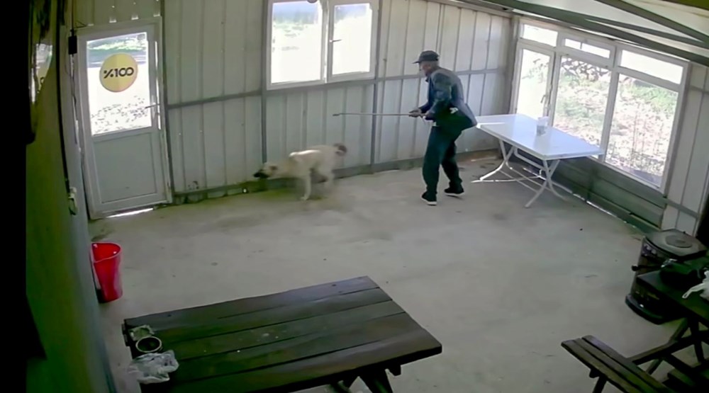 Bunun adı canilik! Bastonuyla köpeğe defalarca vurdu, "Bobi" kanlar içinde kaldı - 1