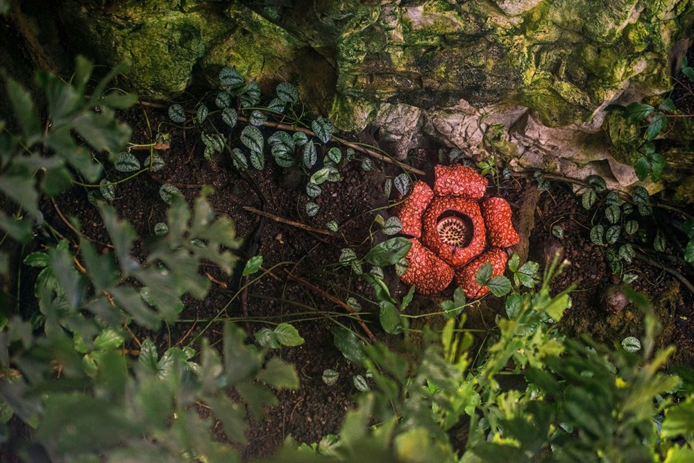 Dünyanın en büyüğü: Endonezya’da ceset çiçeği olarak da
bilinen 'Rafflesia arnoldii' açtı - 22