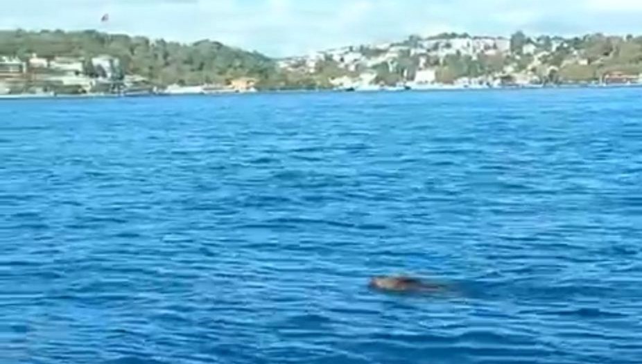 İstanbul Boğazı’nda domuz alarmı: “Palamuta geldik, domuz bulduk”