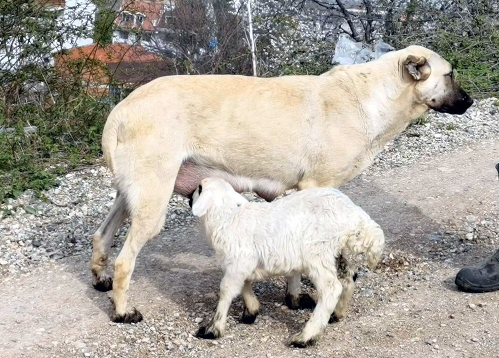 Çoban köpeği kuzunun süt annesi oldu - 8